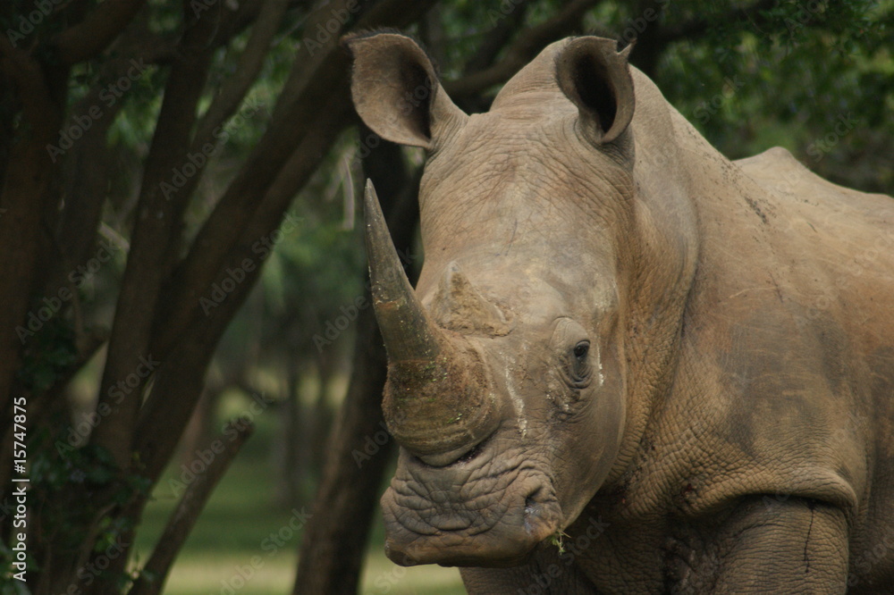 Fototapeta premium rhinoceros