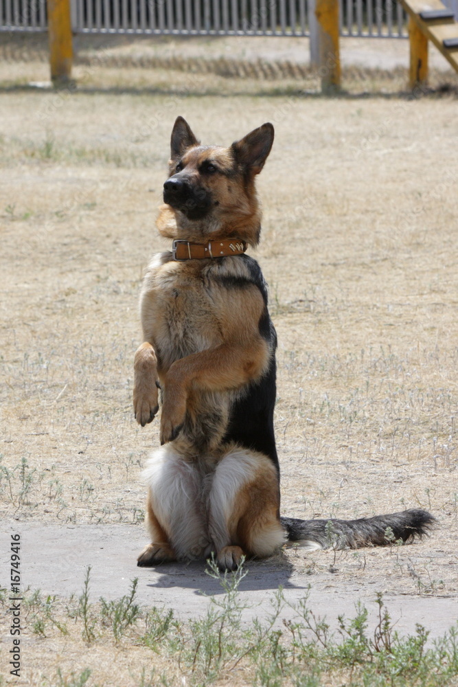 dog dog