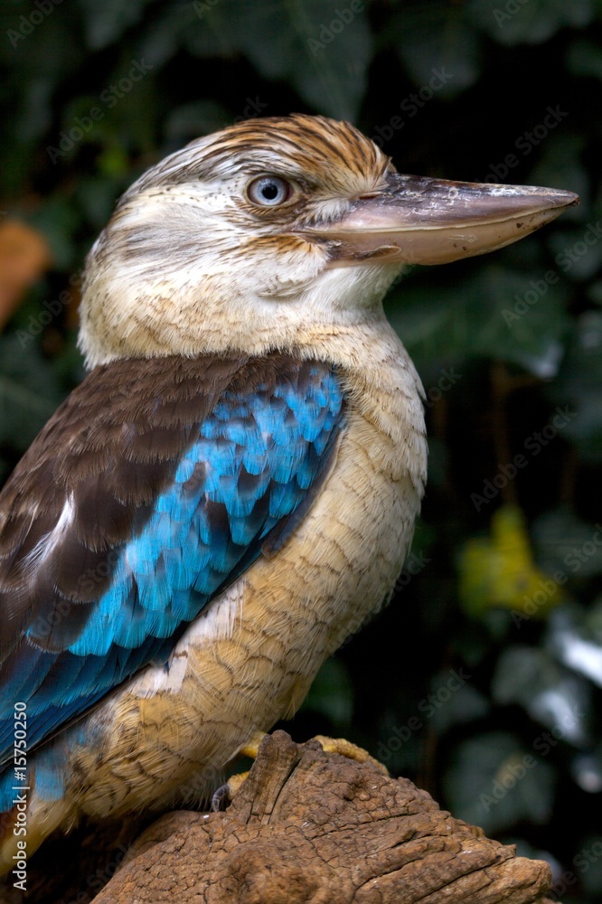 Fototapeta premium Kookaburra