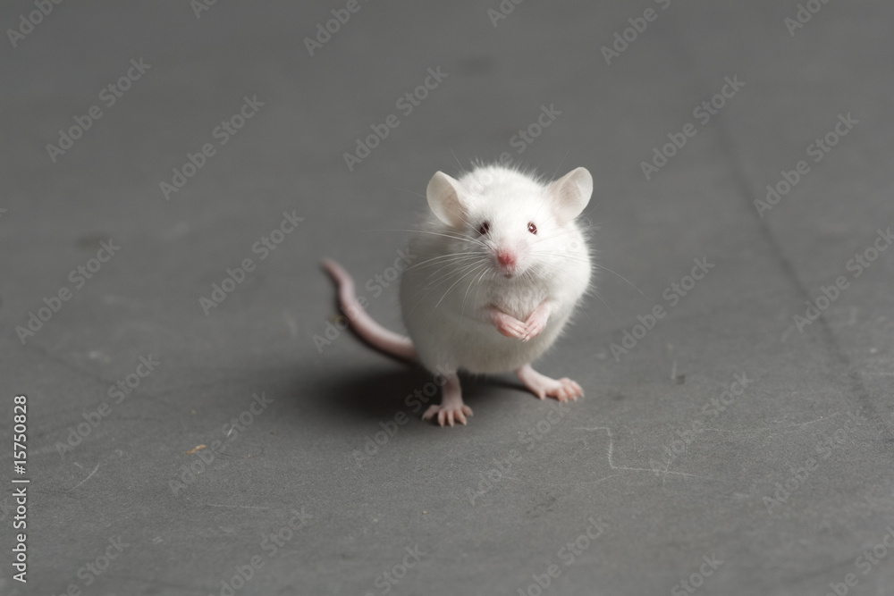 Maus Maus