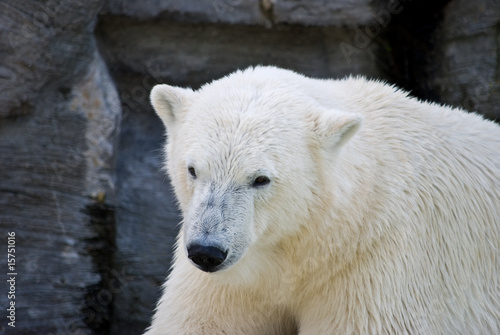 Eisbär