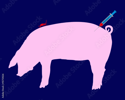 Schwein bekommt Impfung