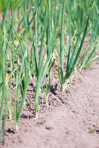 plantation onions