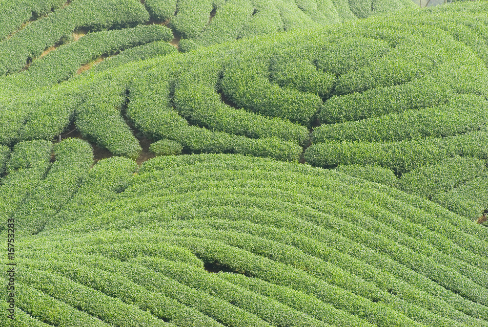 Complex landform and tea trees