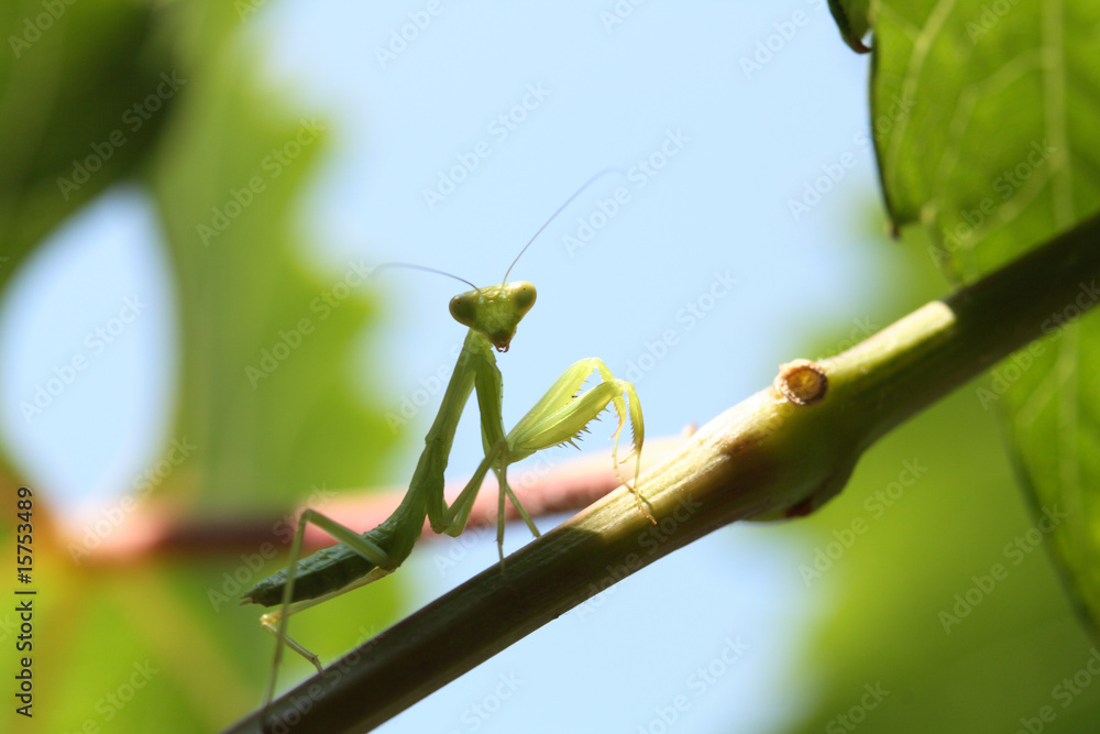 Praying Mantis Praying Mantis