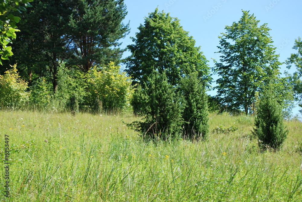 Obraz premium Wachholder