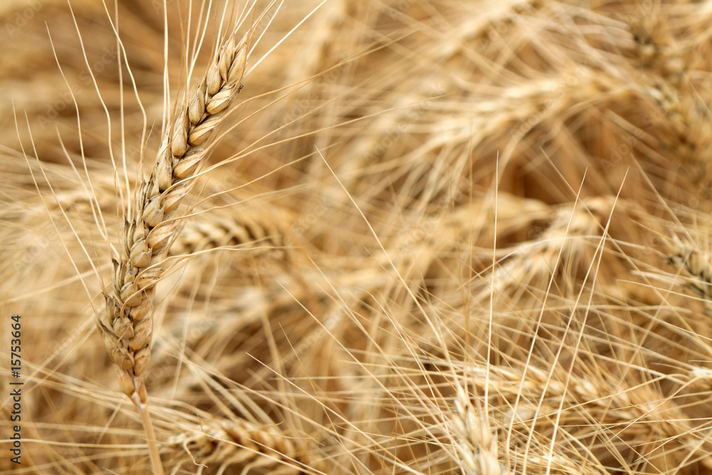 Fototapeta premium Wheat Background