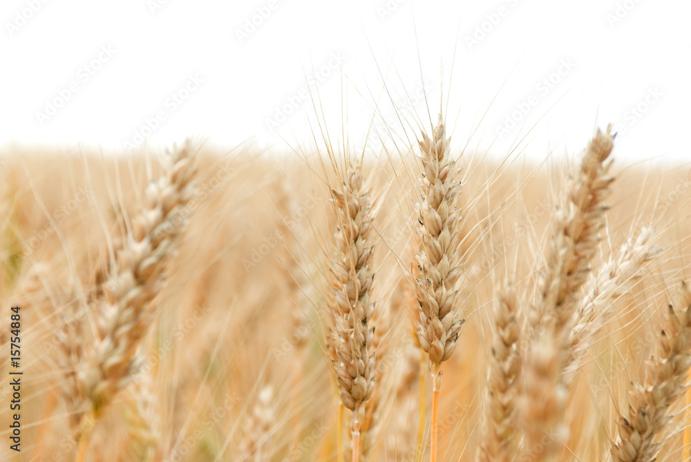 Obraz premium Golden wheat growing in a farm field