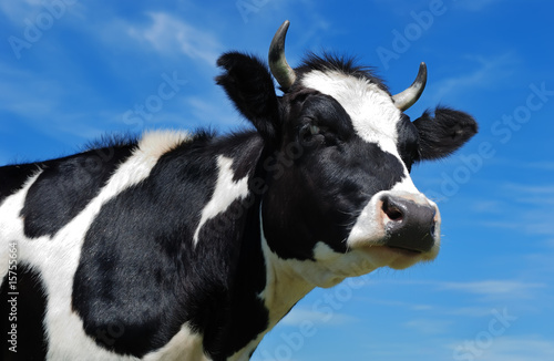 close-up view of horned cow