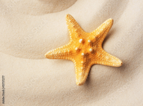 beautiful starfish on the sand; summer concept with copy space