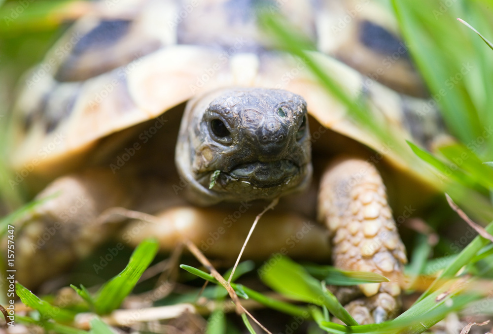 Naklejka premium young turtle