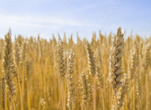 Wallpaper Mural Getreidefeld Torontodigital.ca