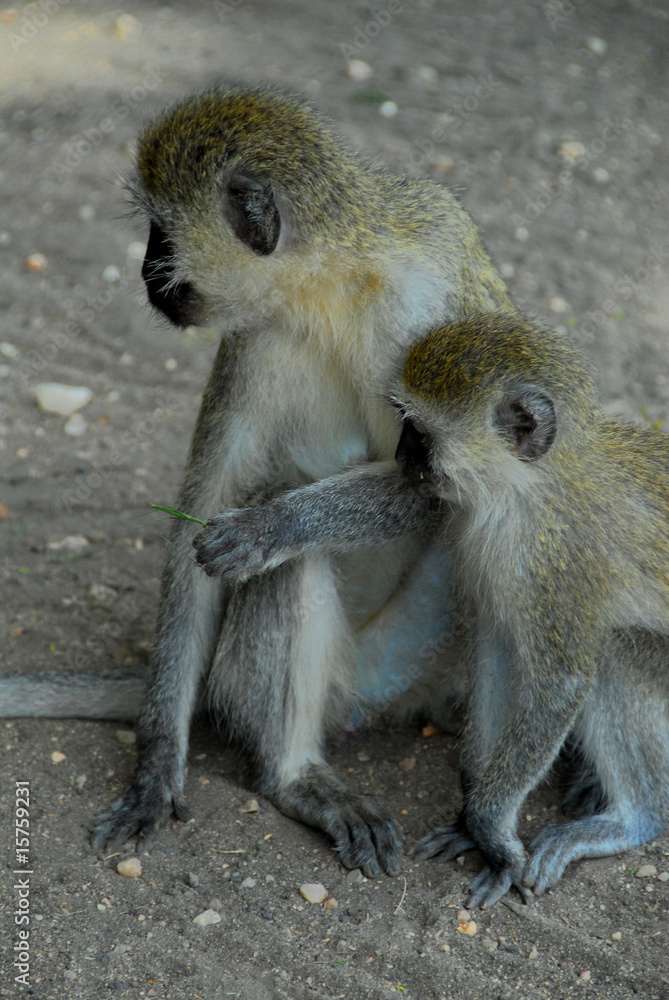Obraz premium scimmie