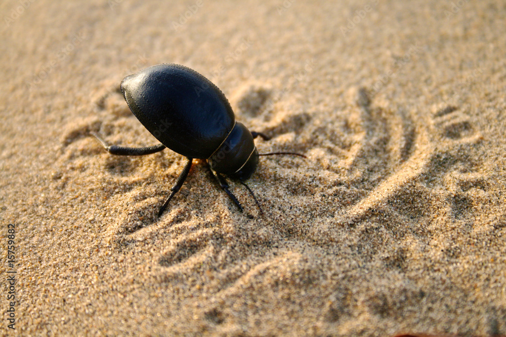 bug burying in the sand bug burying in the sand