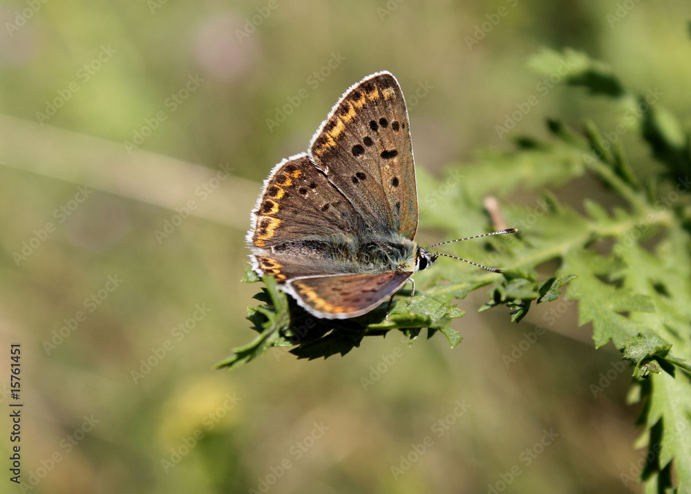Fototapeta premium brown and green