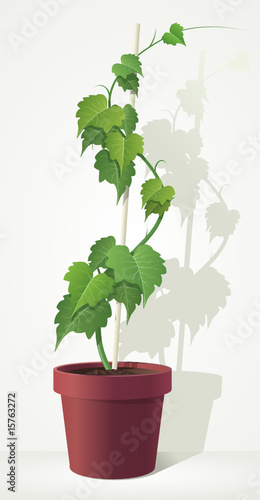 grape in the pot.