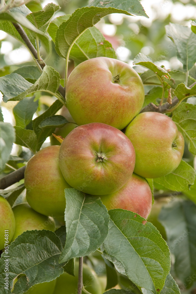 Apples on tree 2 Apples on tree 2