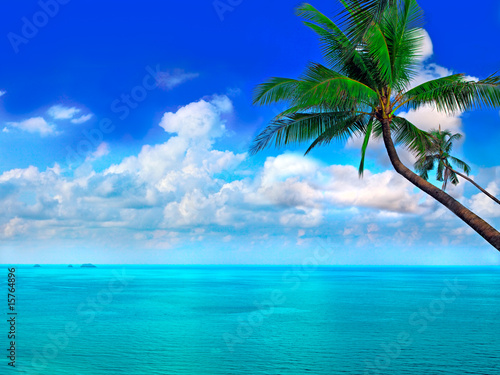 Sea  sky and palm