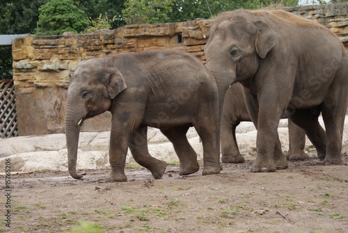 Asian Elephants  Love