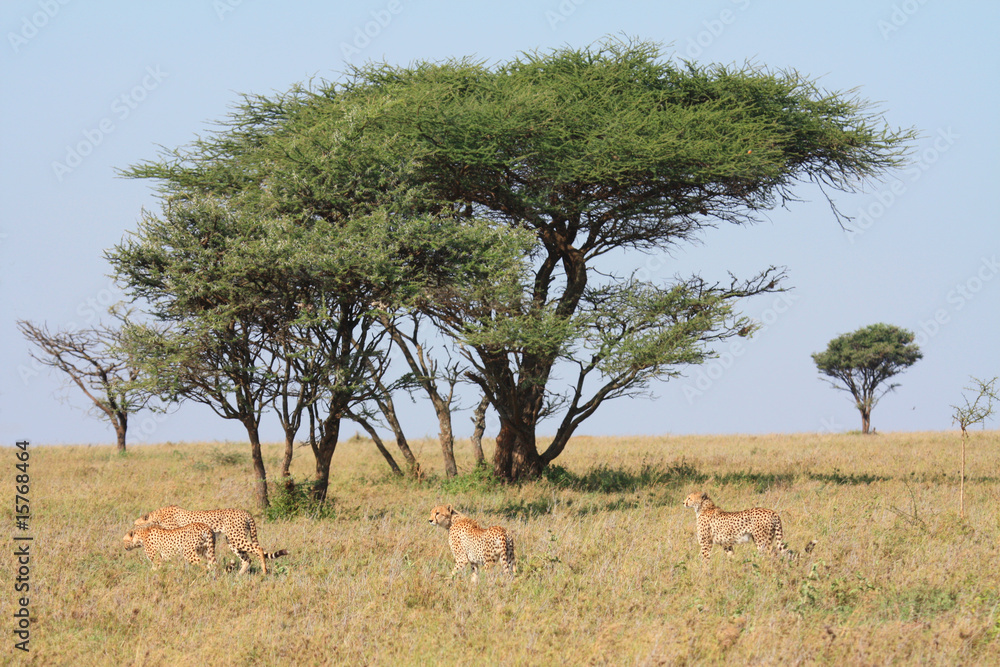 Fototapeta premium Gepard