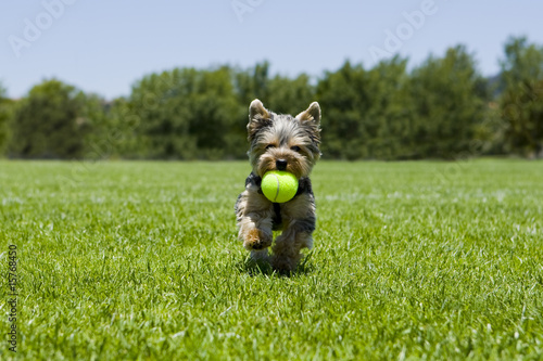 puppy running