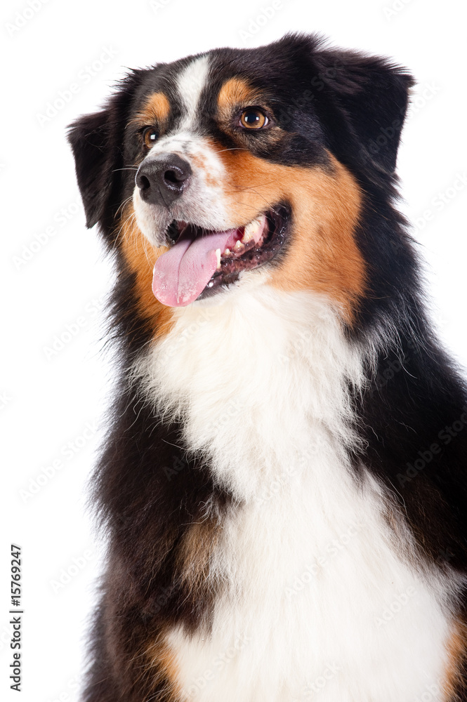 Black and Brown Australian Shepard