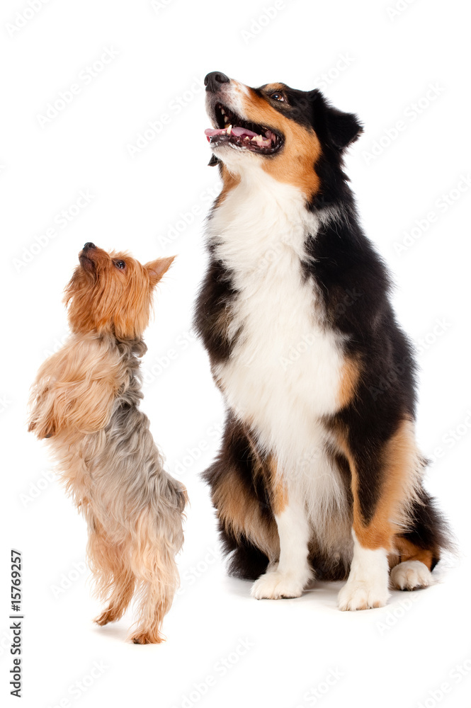 Australian Shepard and Silky Terrier