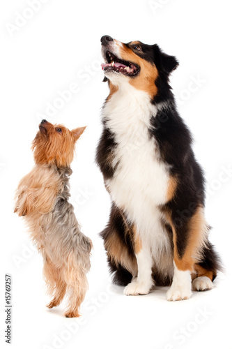 Fototapeta Naklejka Na Ścianę i Meble -  Australian Shepard and Silky Terrier