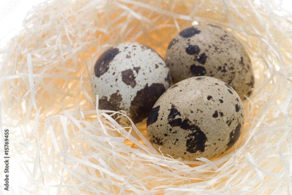 Obraz premium 鶉の卵