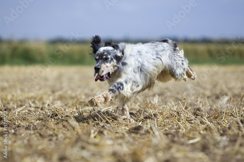setter anglais en pleine course dans un champ-trois quart