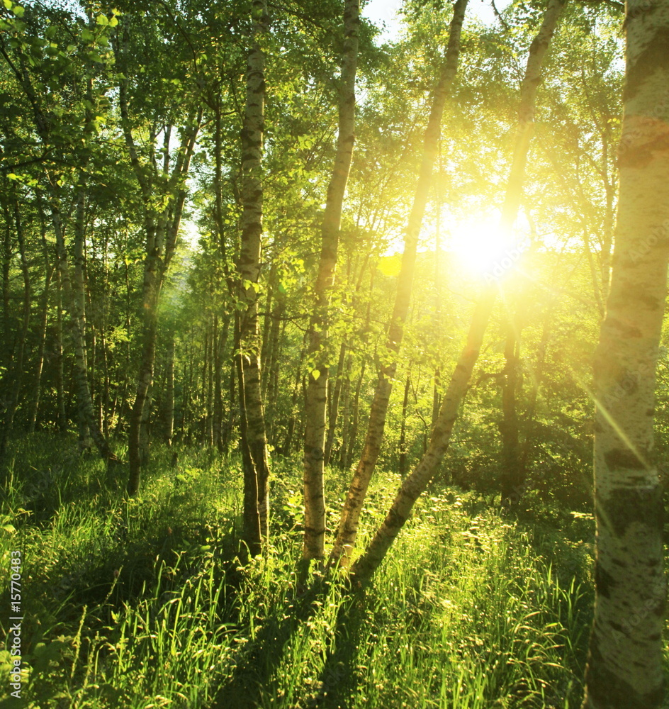 Fototapeta premium Forest