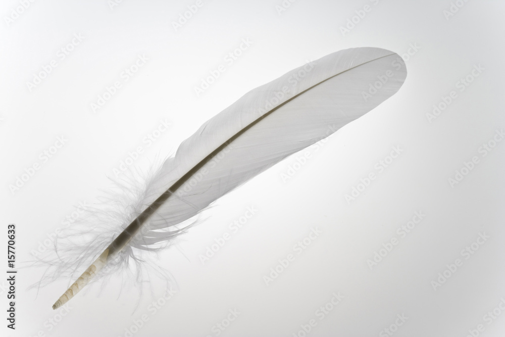 Obraz premium 羽