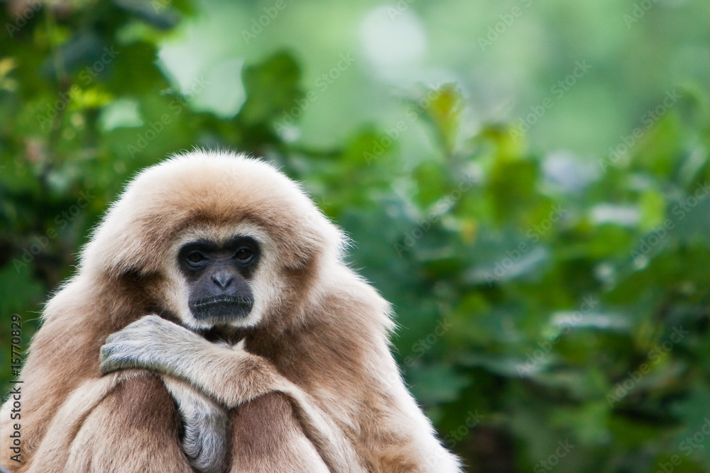 Obraz premium Monkey sitting in a tree