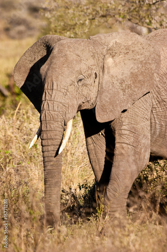 Elephant walking in the bush