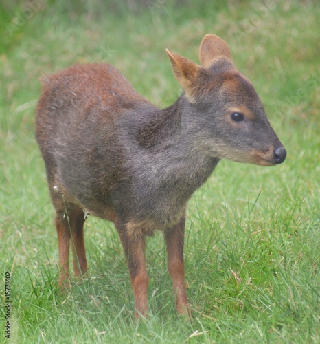 Chilean Pudu