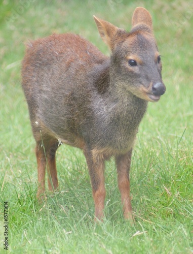 Chilean Pudu