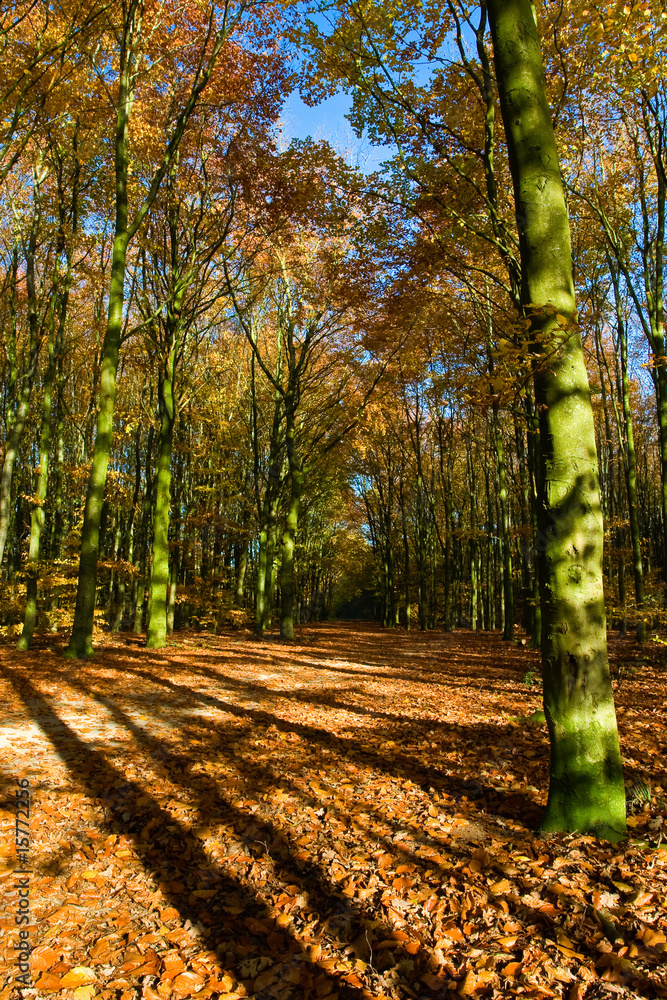 Naklejka premium Drzewo w jesiennych kolorach