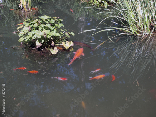 Photography bassin de poissons rouges