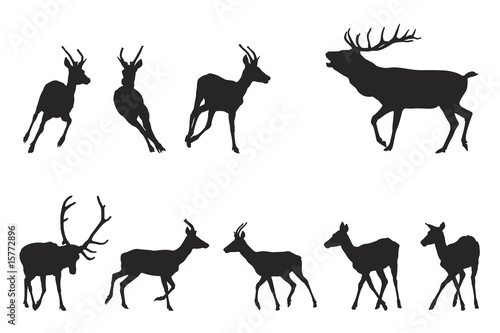 red deer running