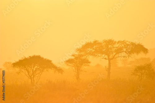 Landscape of a forest in morning mist