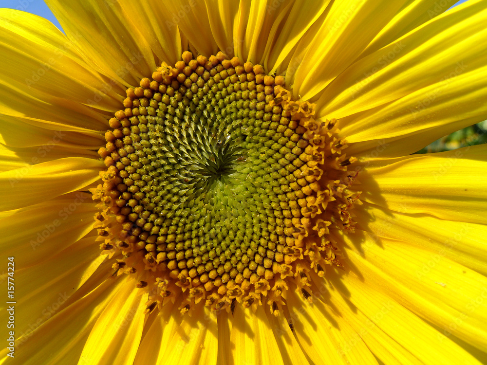 Sonnenblume Sonnenblume