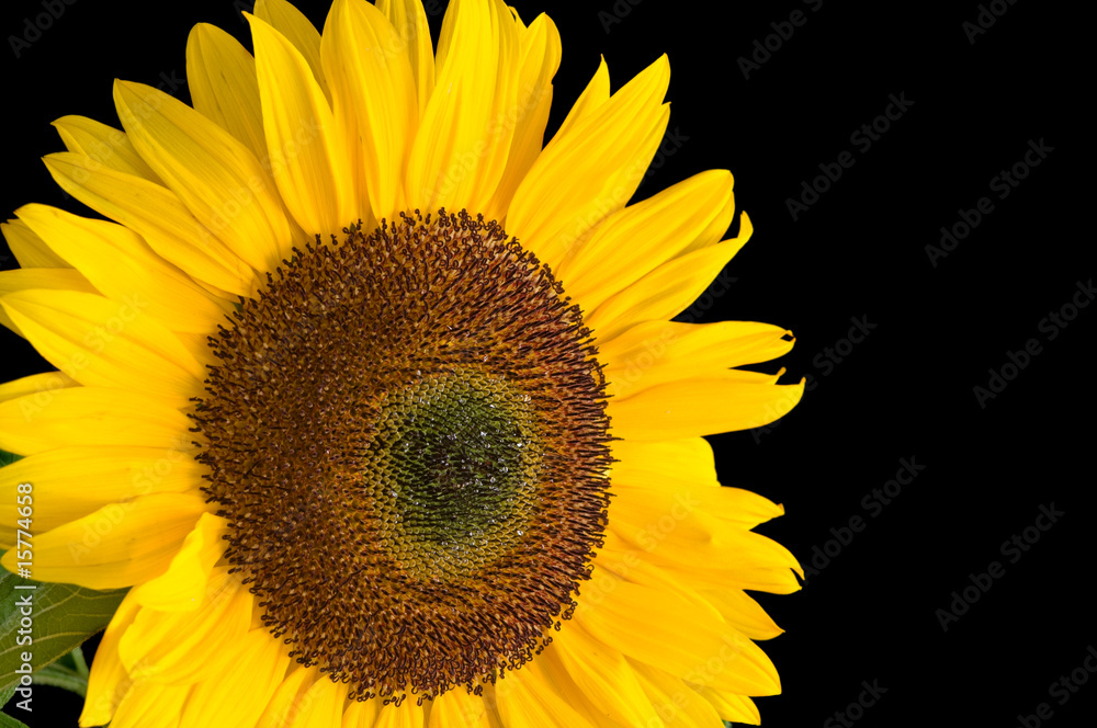 Obraz premium Sonnenblume
