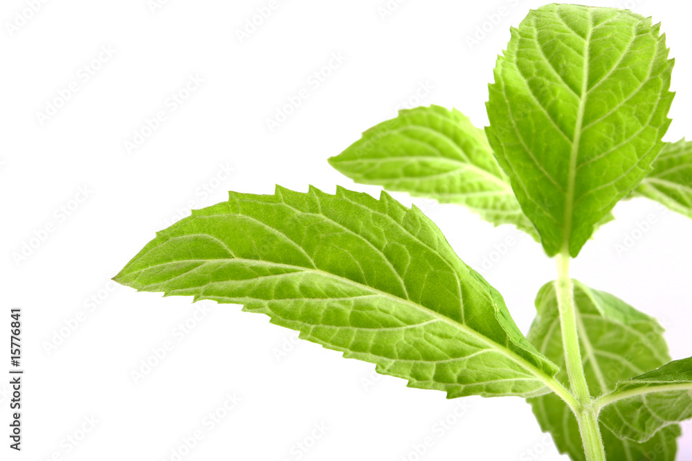Fresh green mint isolated on white Fresh green mint isolated on white