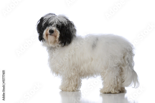 Εκτύπωση καμβά havanese dog