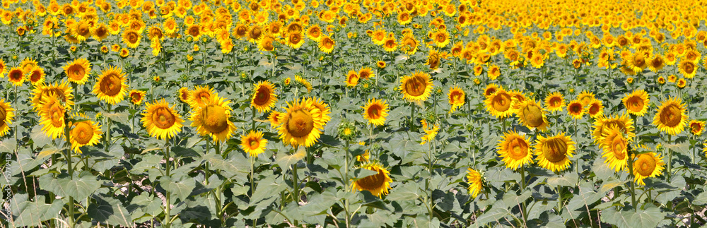 culture de tournesol culture de tournesol