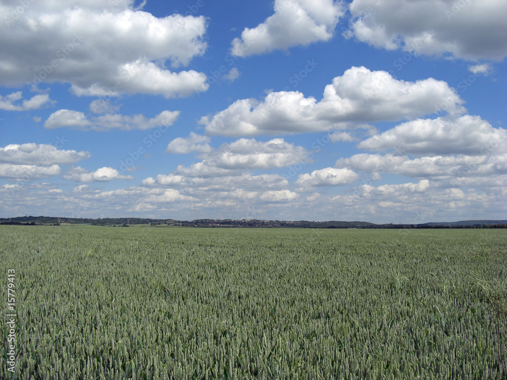 Champ de blé