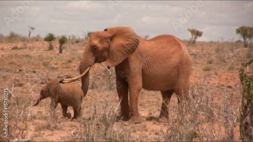 elefanti photo