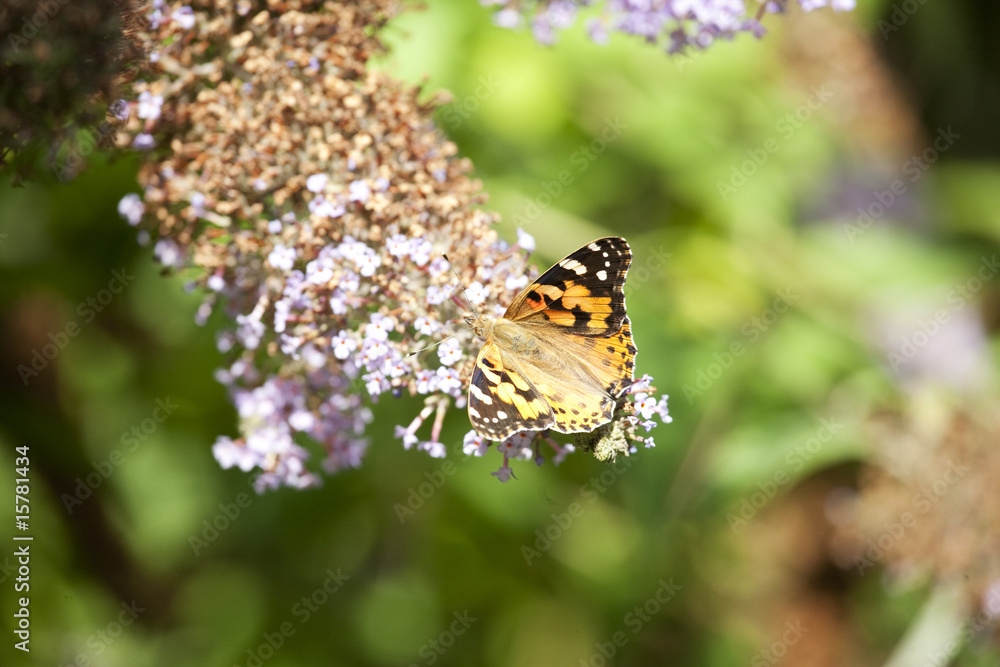 Obraz premium orange butterfly