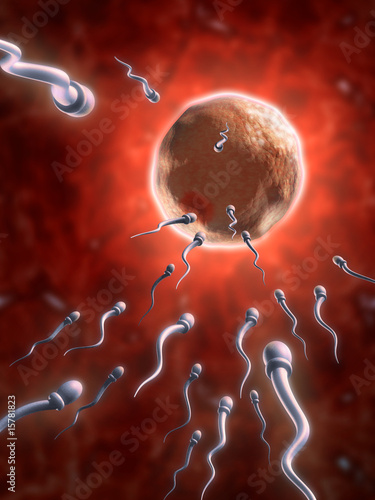 Slika na platnu Sperm cells reaching an human ovum