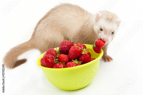 Young ferret with a bowl of strewberry over white.